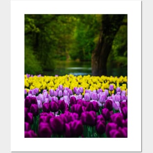 Yellow Tulips and Purple Tulips Posters and Art